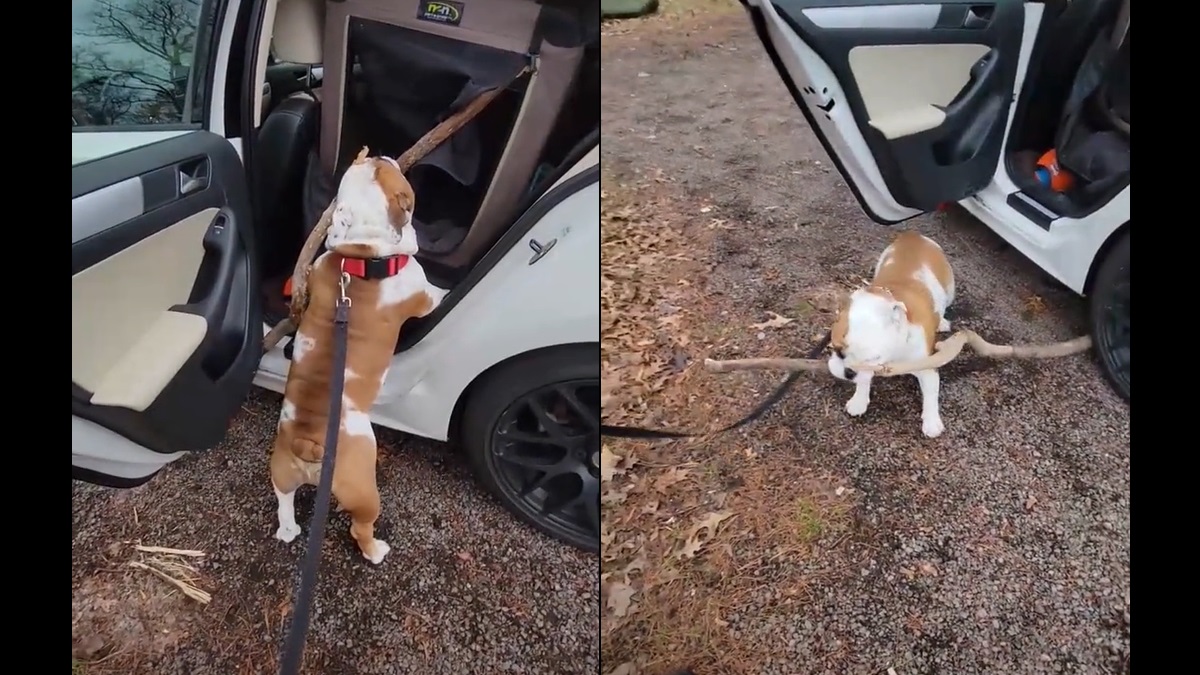 dog keeps fetching huge long stick