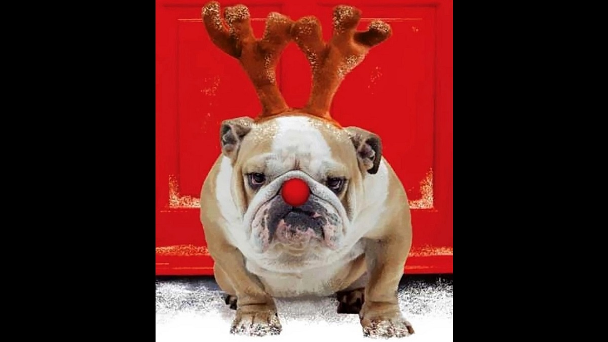 pets being Grinches
