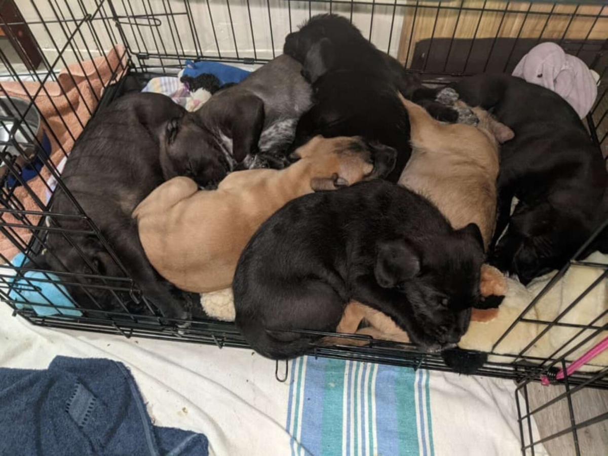 puppies 2