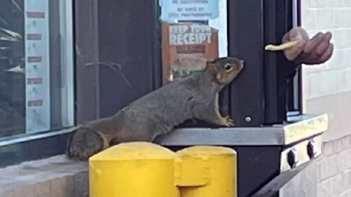 squirrel burger king drive-thru