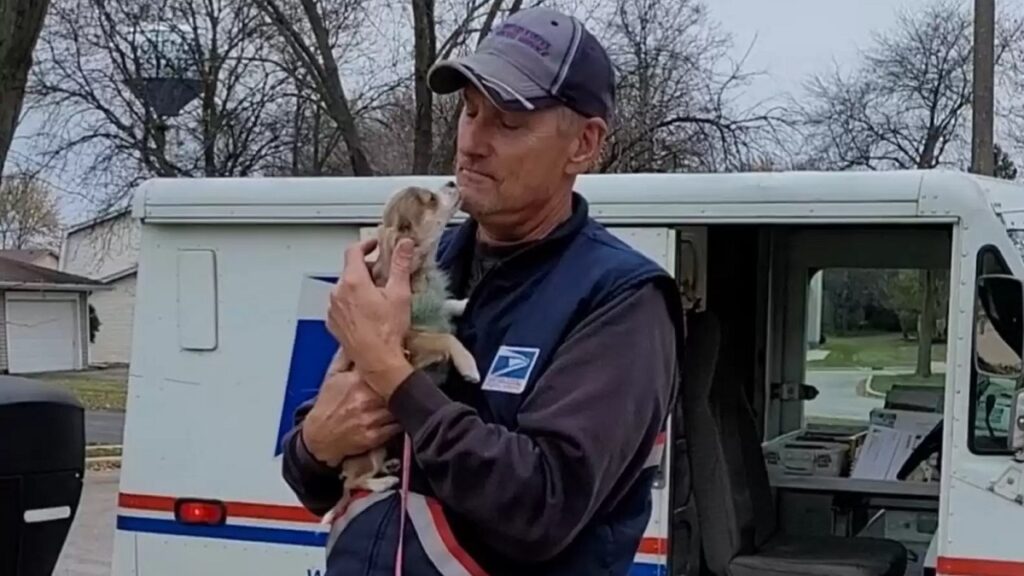 tiny dog keeps waiting for mailman
