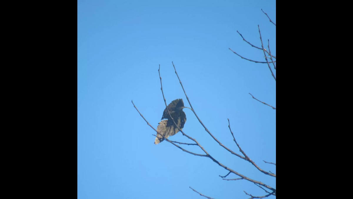 woman takes pictures of bird leaf