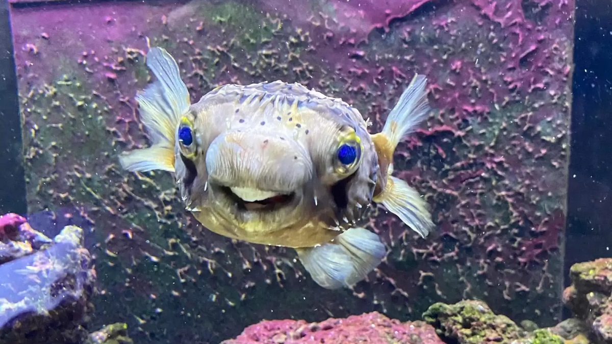 Fish Happily Shows Off New Smile After Dentist Visit