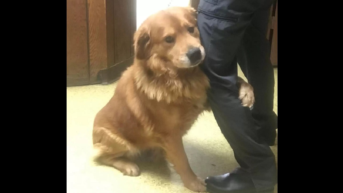 Grateful Dog Keeps Holding on to Rescuers