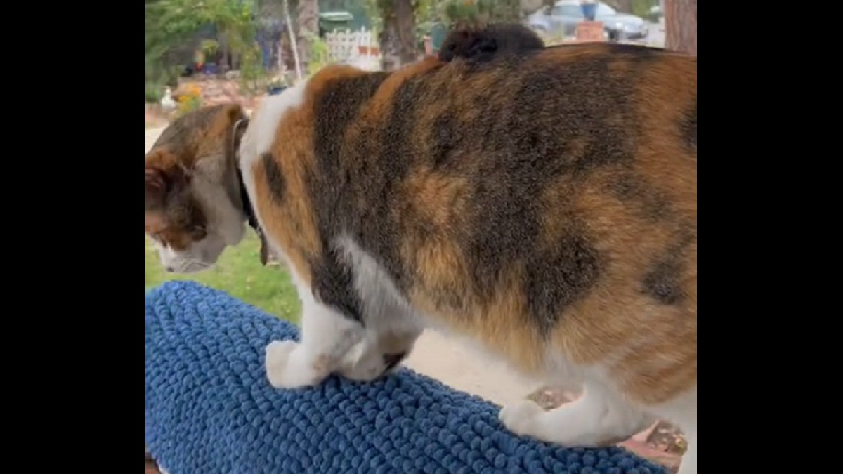 Mouse Riding on Cat's Back