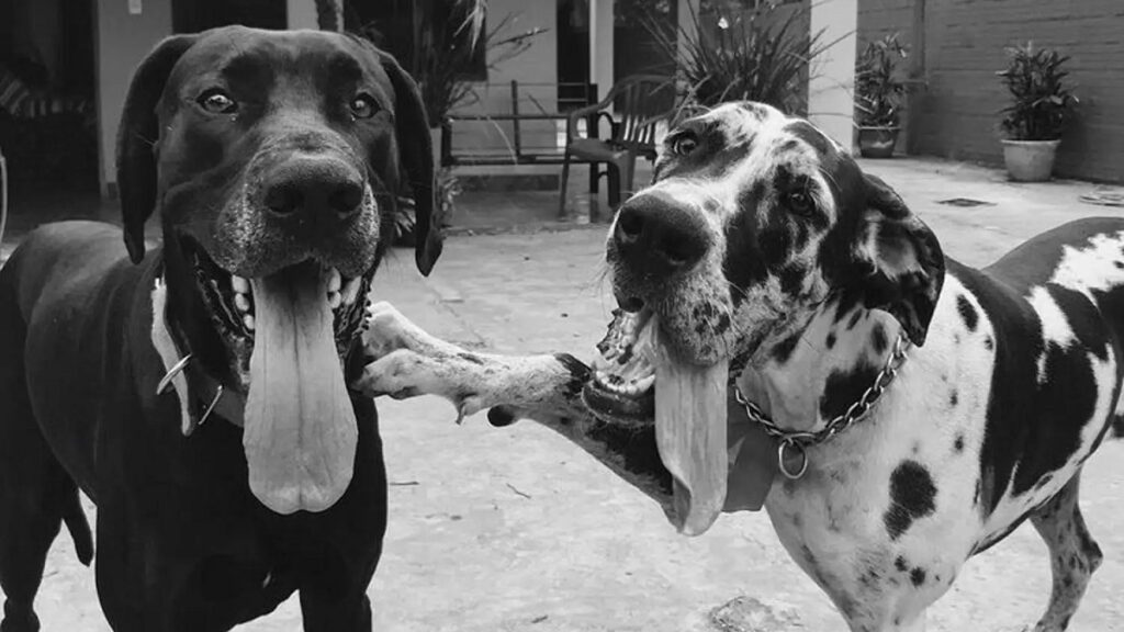 Sweet Pup Performs Final Gesture of Love for Late Friend