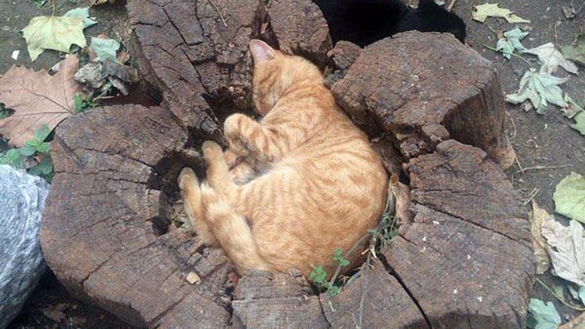 Tree-Hugging Cats