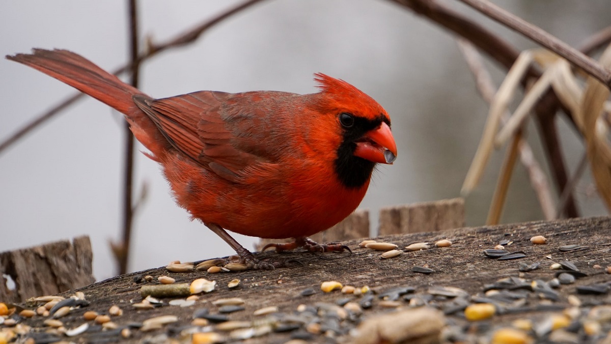 bird seeds