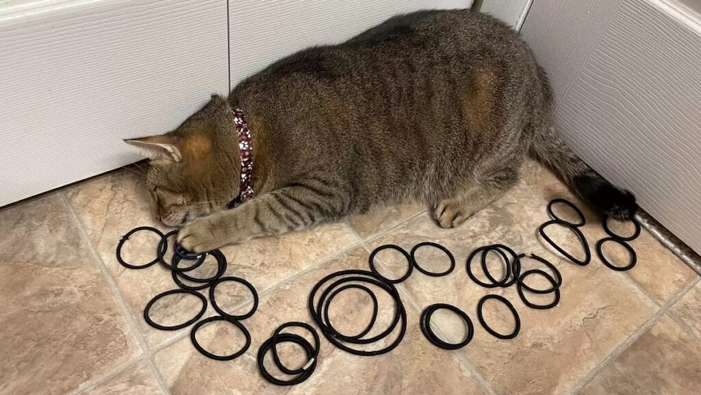cat with hidden stash of hair ties