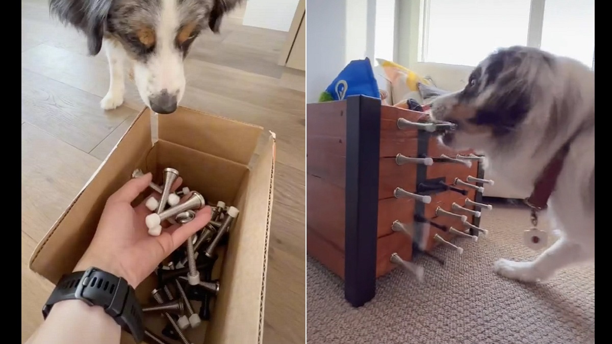 dog loves door stoppers