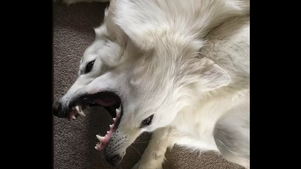 dog siblings create optical illusion
