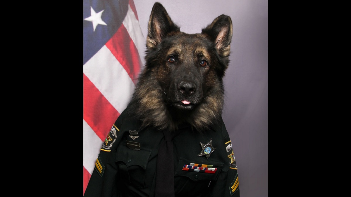 handsomest k-9