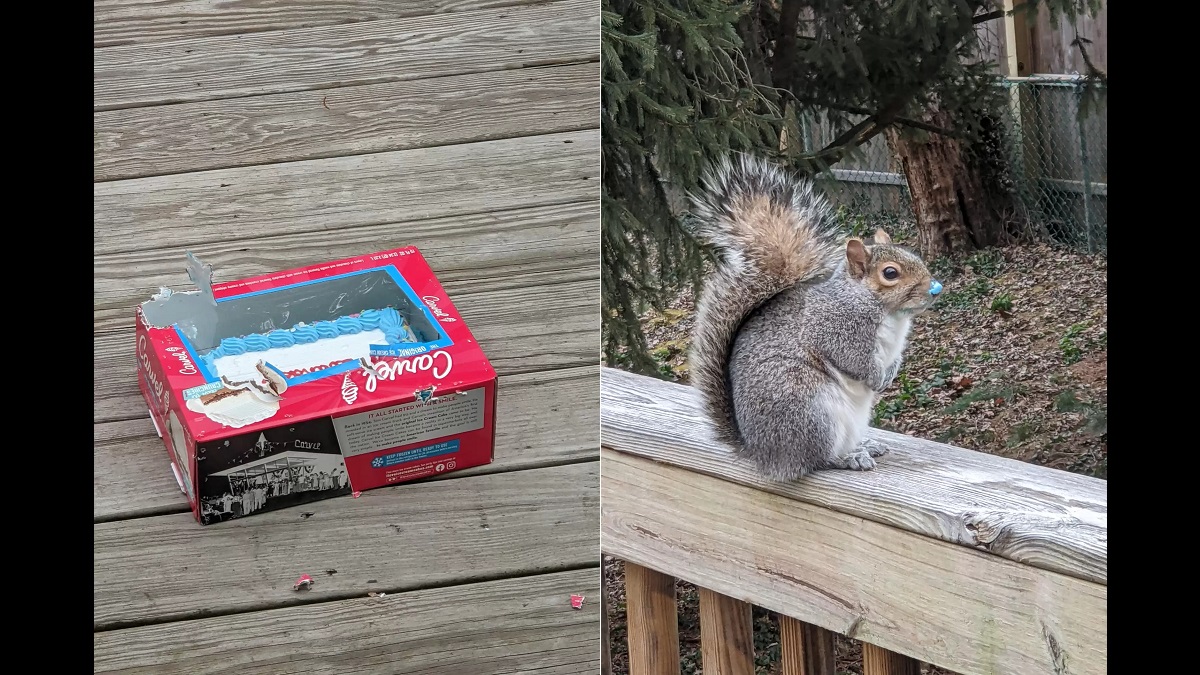 squirrel eats cake