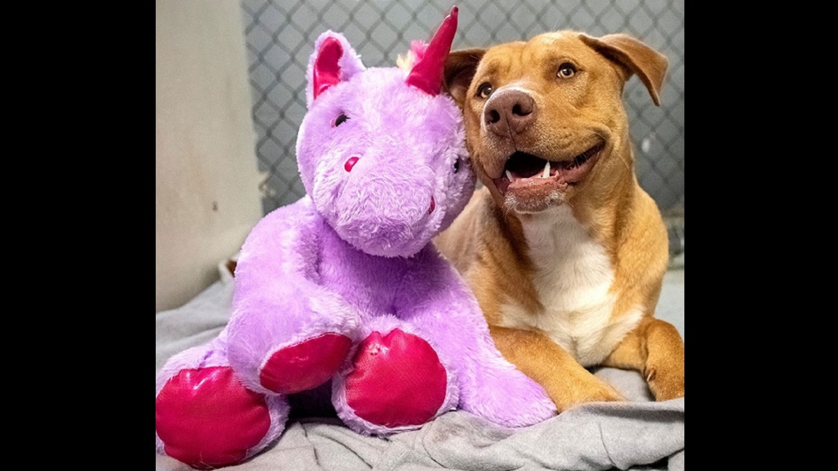 stray dog loves unicorn