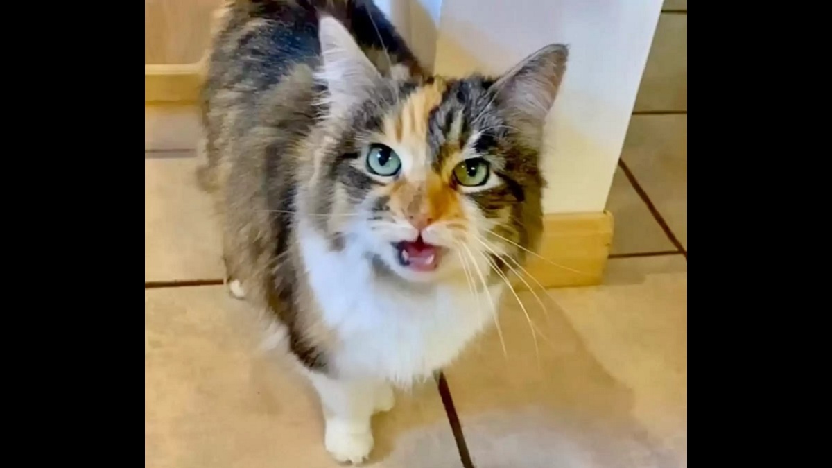talkative cat says ok