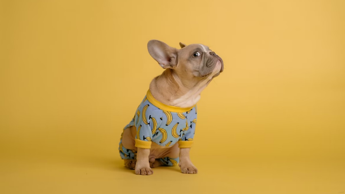the dodo editors pets