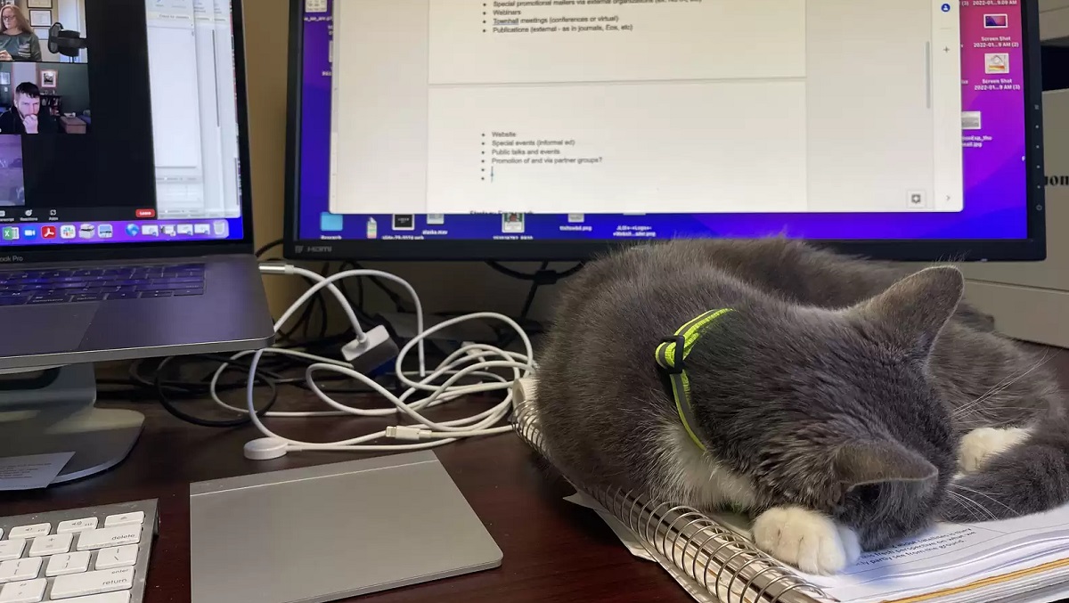 work at home mom and cat entertainment