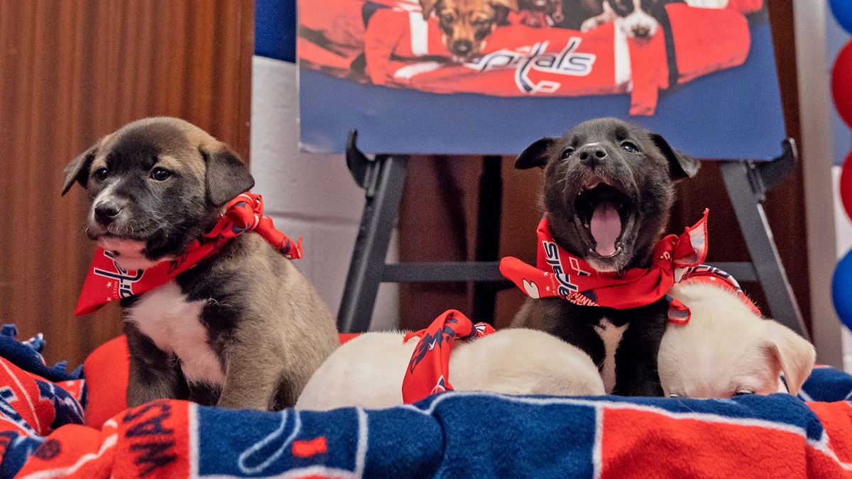 Capitals Canine Night