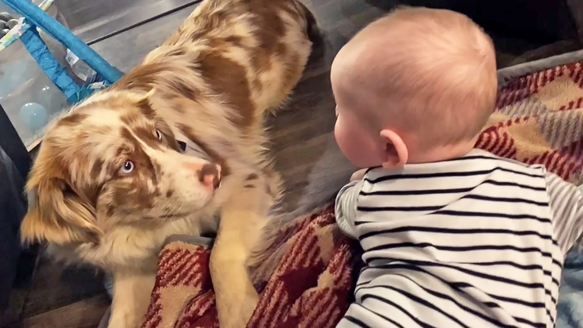 Lost puppy finds trouble reuniting with family until baby's cry lured her back