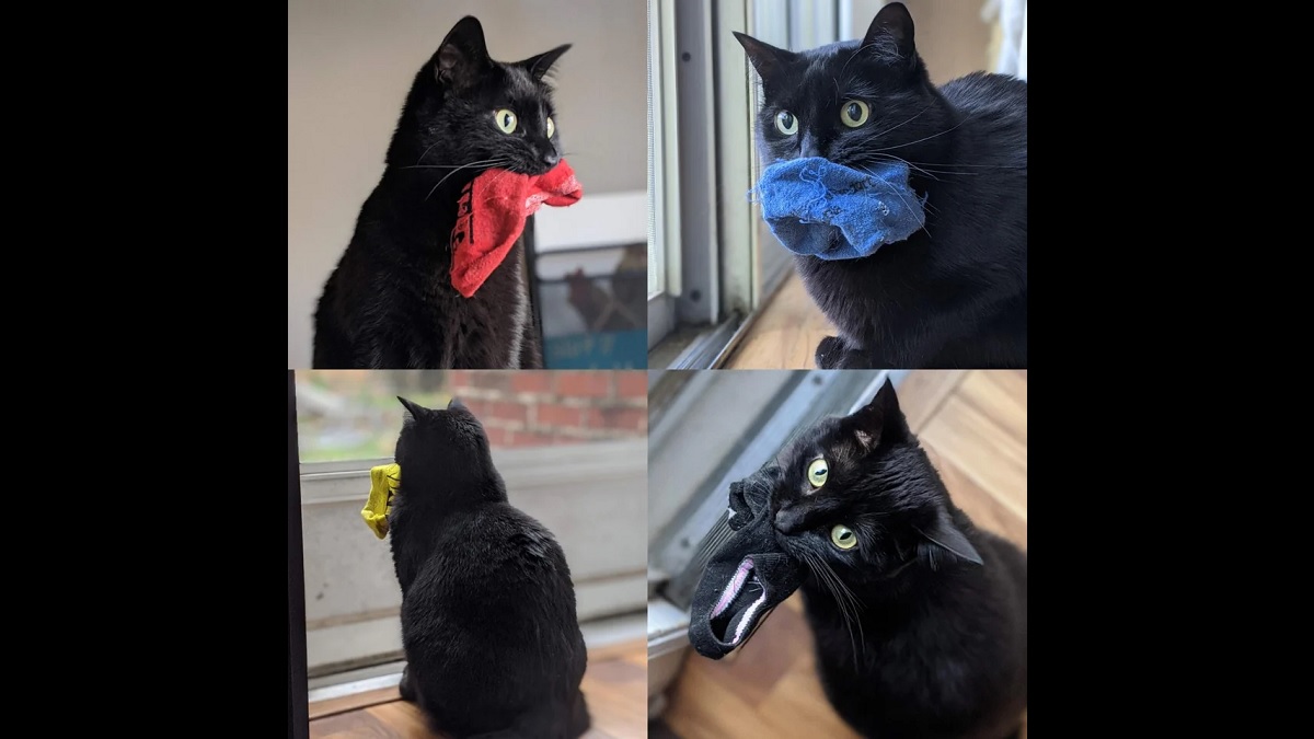 cat loves carrying socks while watching birds
