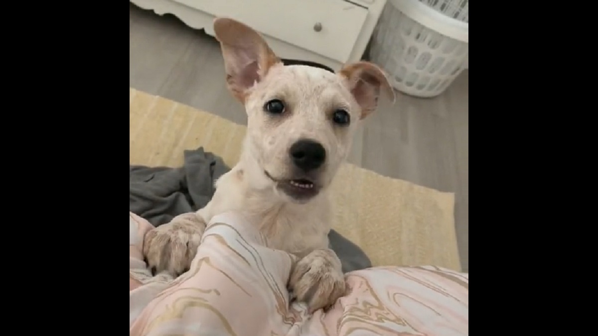 deaf puppy tries her best to bark like her big sister