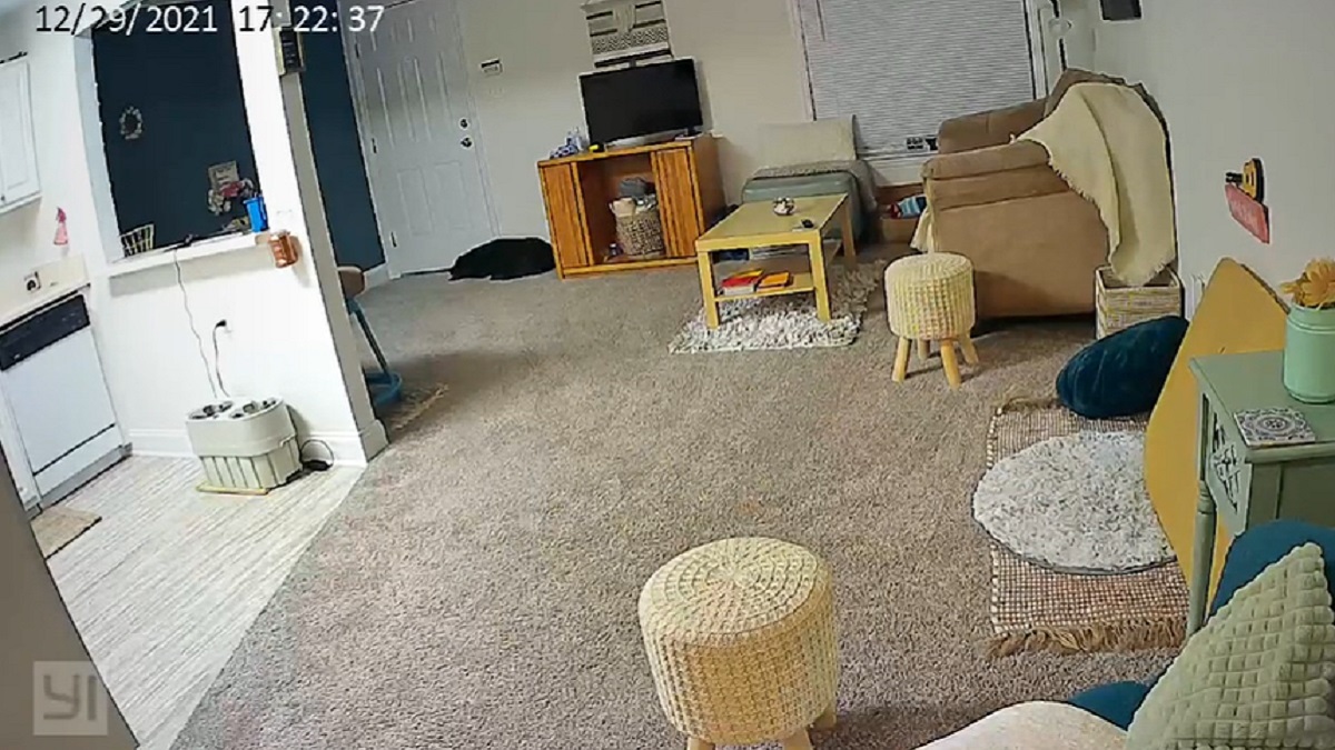 dog keeps waiting by door for mom to return
