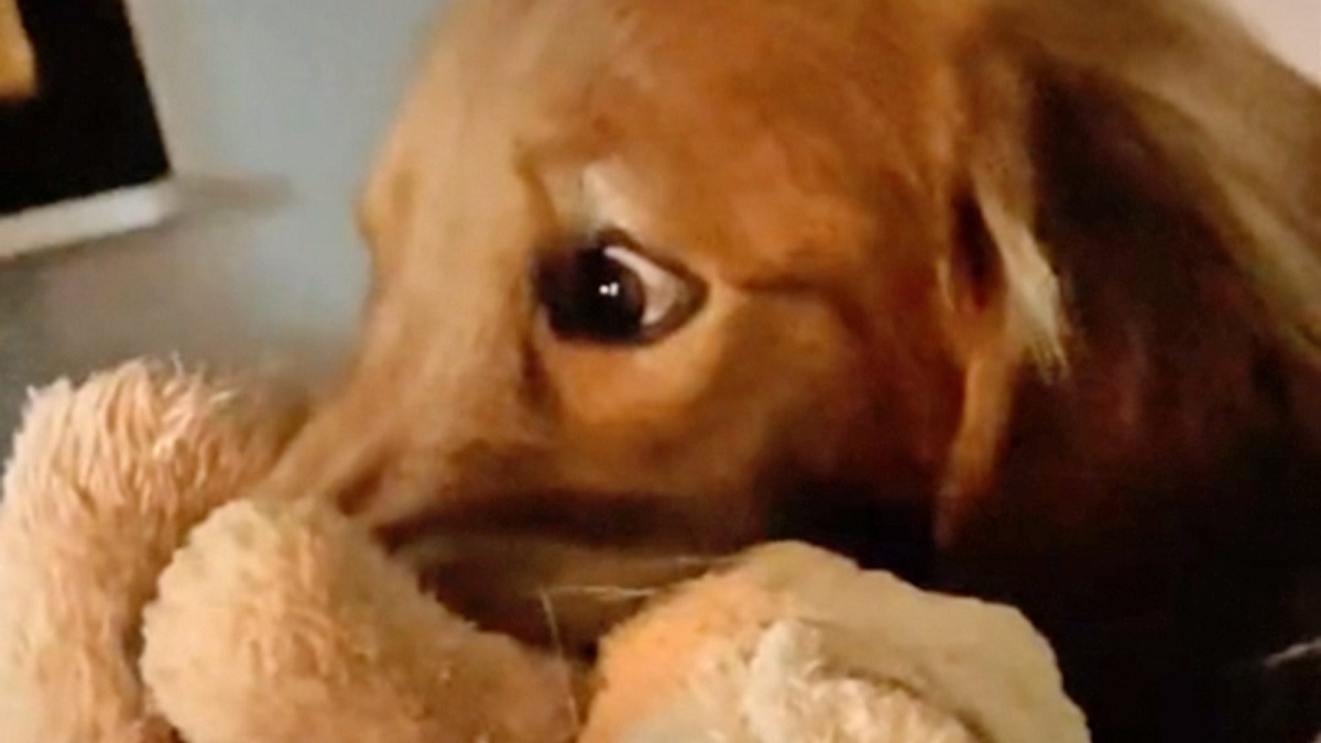 dog watching ozark