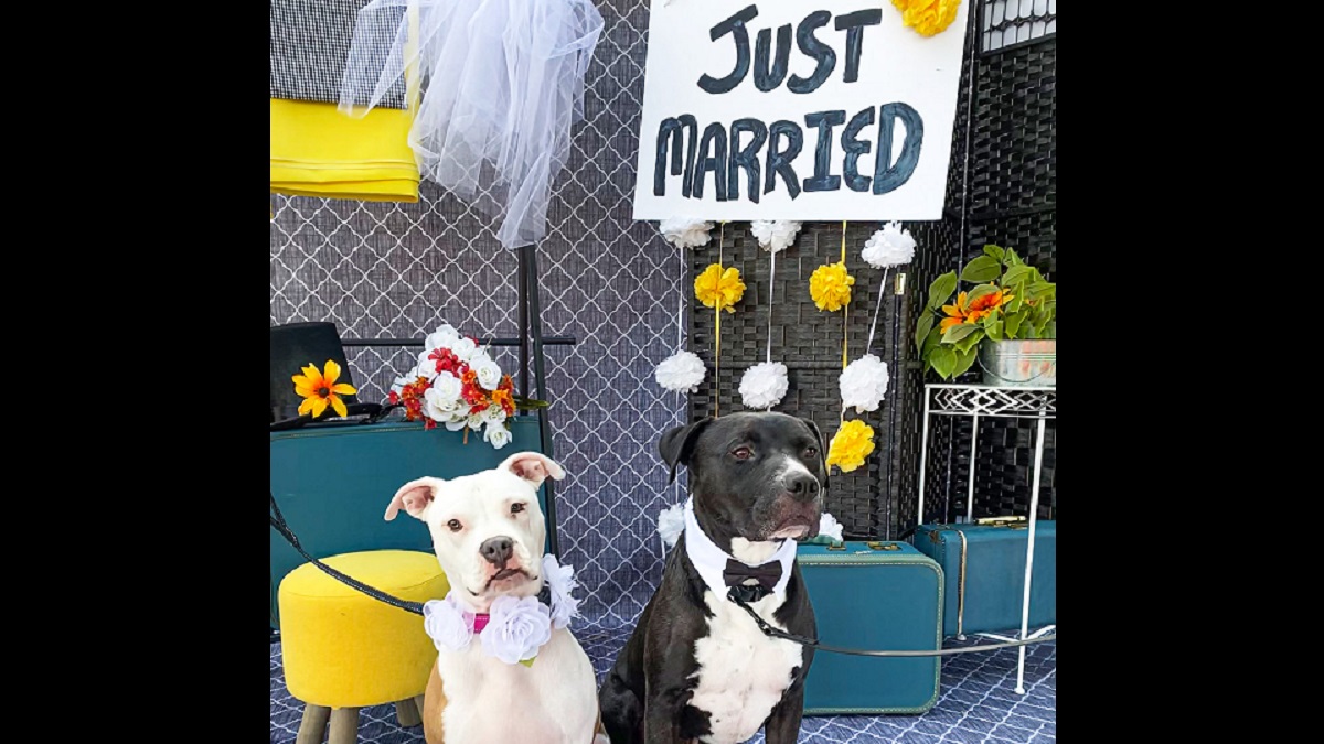 dog wedding