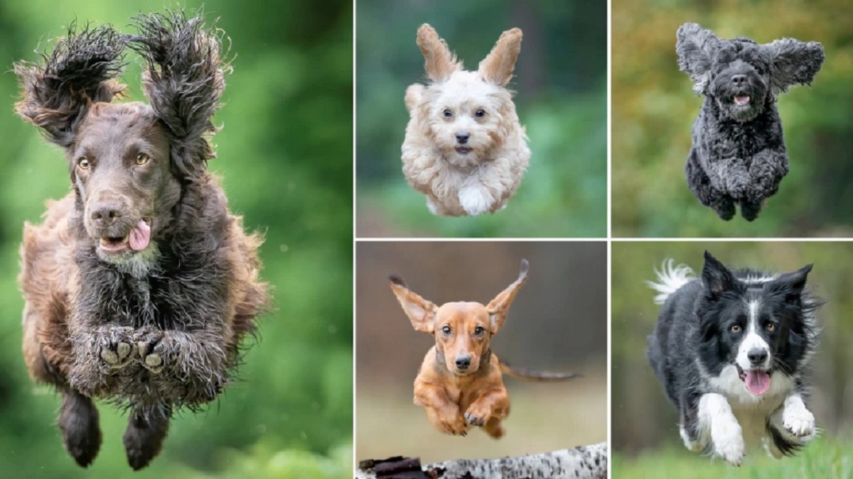 dogs mid-jump superman flight