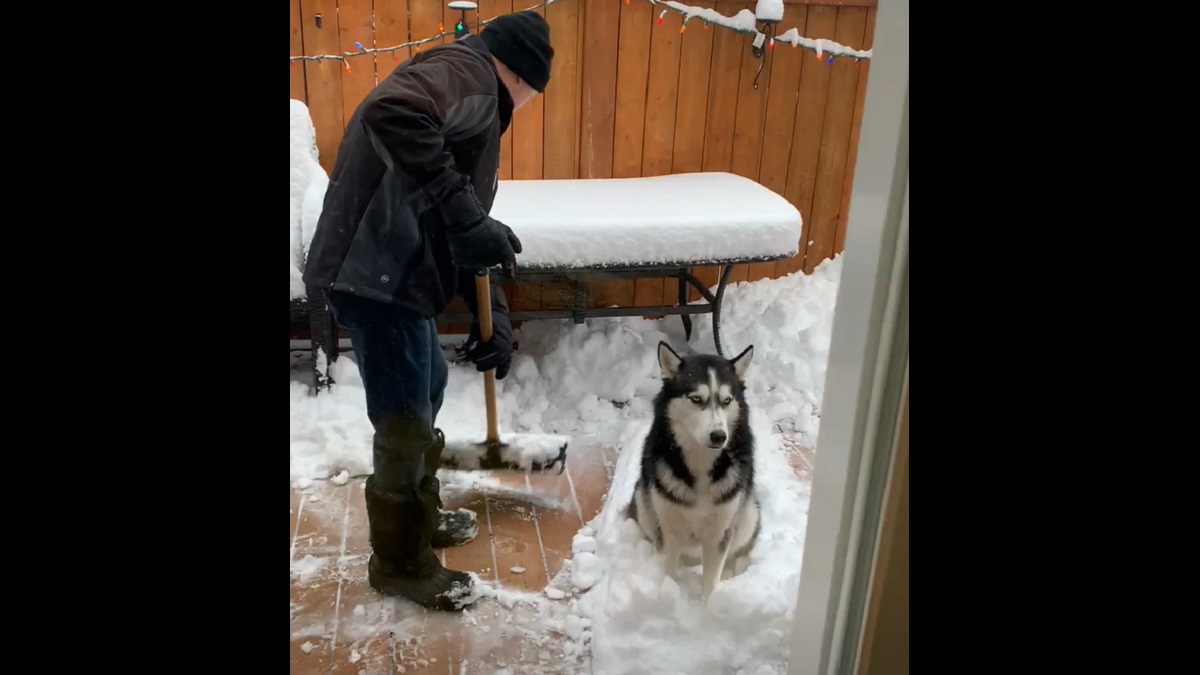 husky snow mound