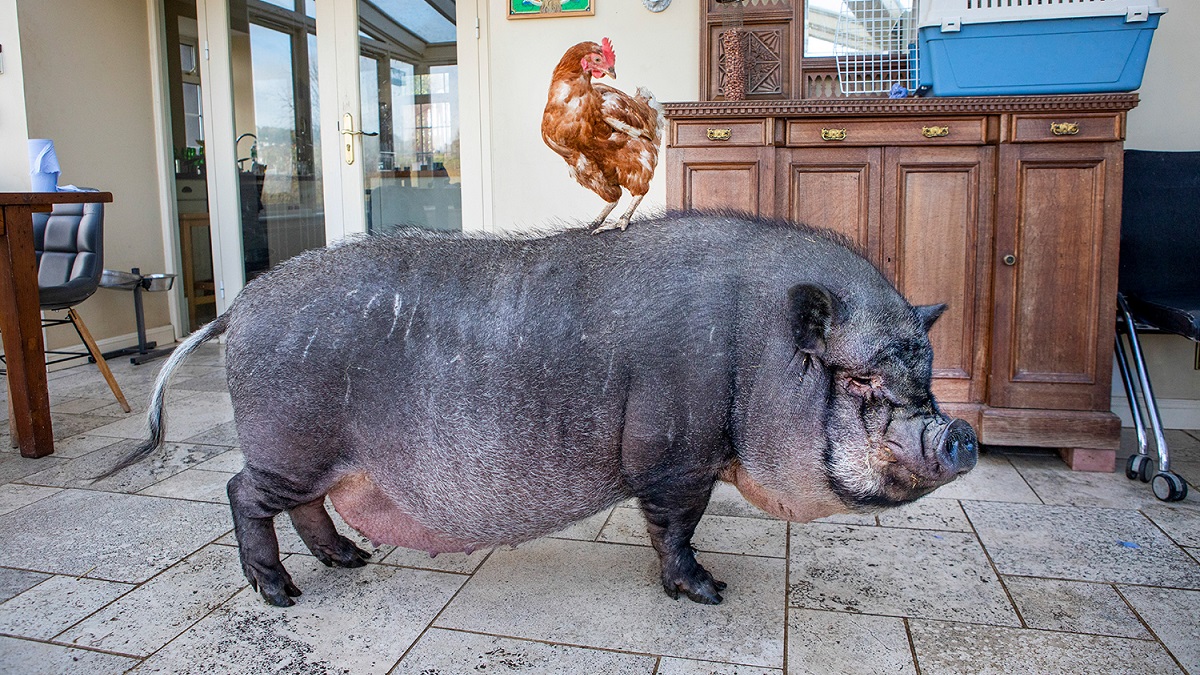 pig and chicken friends