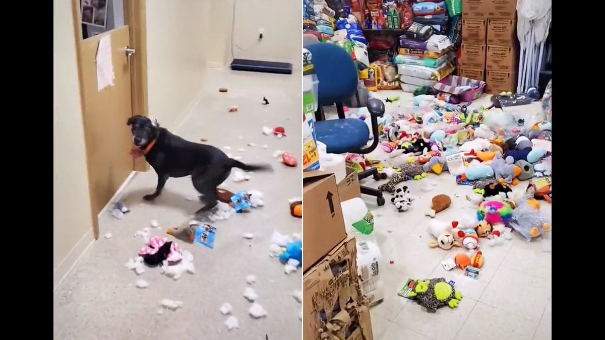shelter dog throws a party