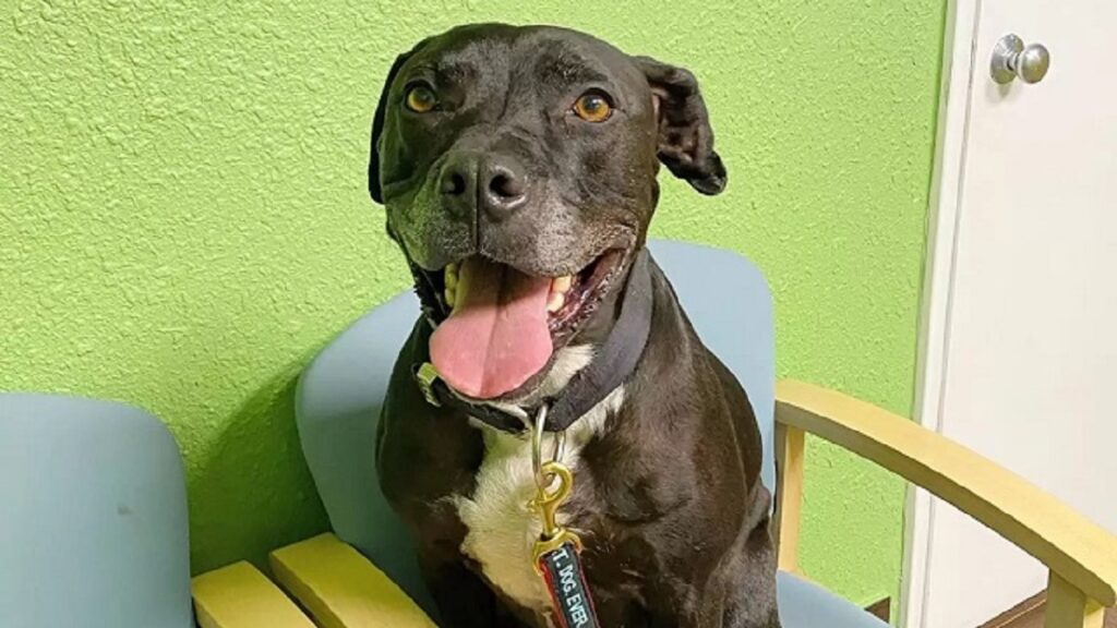 stray breaks into rescue sanctuary