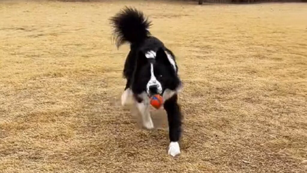 Blind dog showcases impressive fetching skills