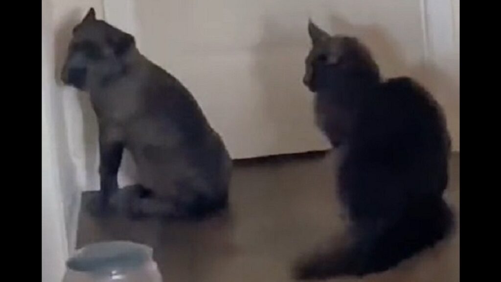 Boss cat puts puppy in the corner for a forced time-out