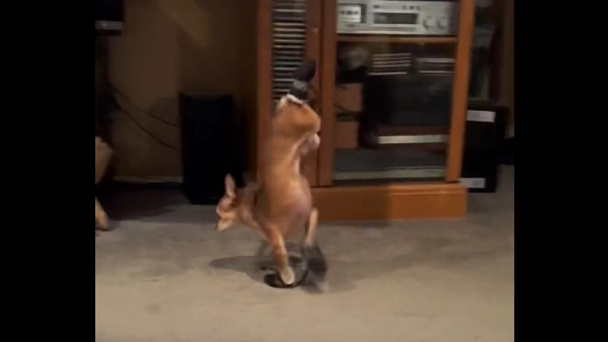 Chihuahua has crazy reaction to getting new dog boots