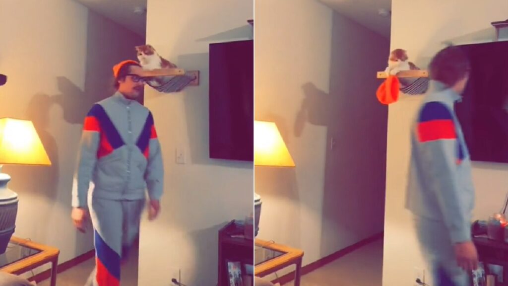 Clever cat lies in wait to steal owner's hat