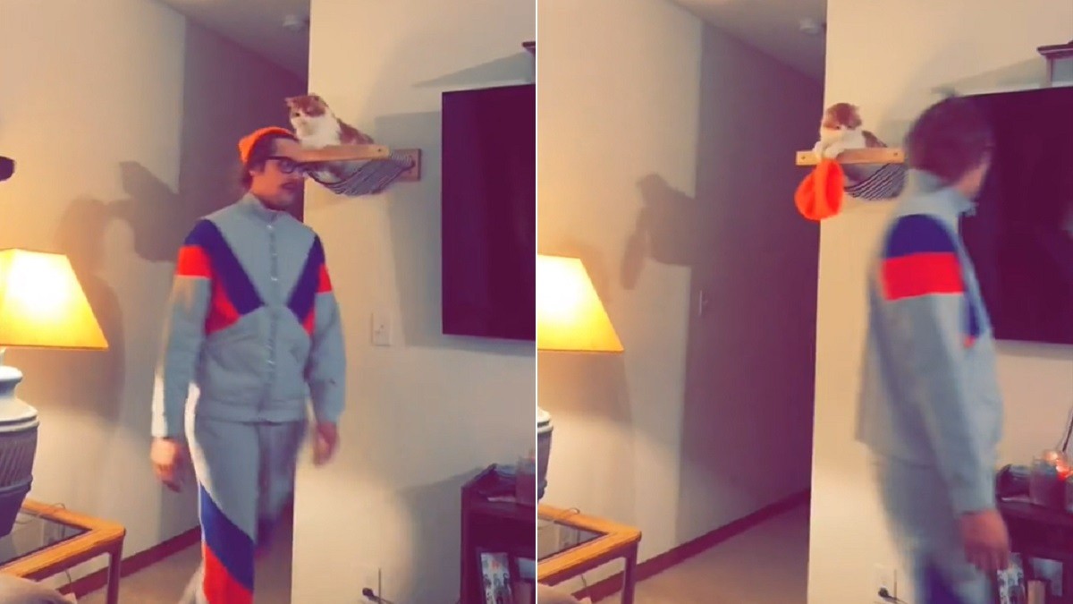 Clever cat lies in wait to steal owner's hat