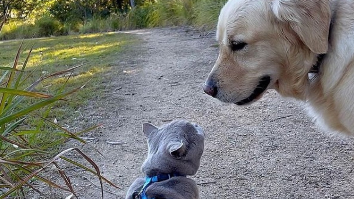 Kitten becomes anxious pup's emotional support companion
