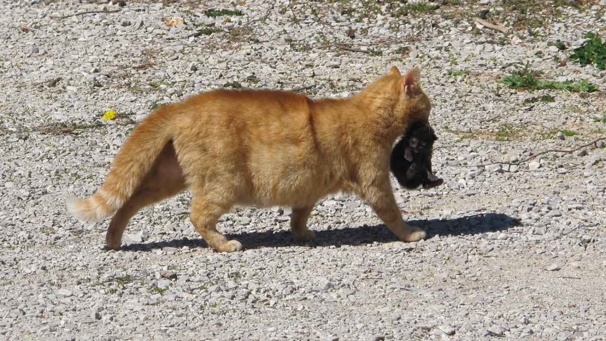 Mama cat