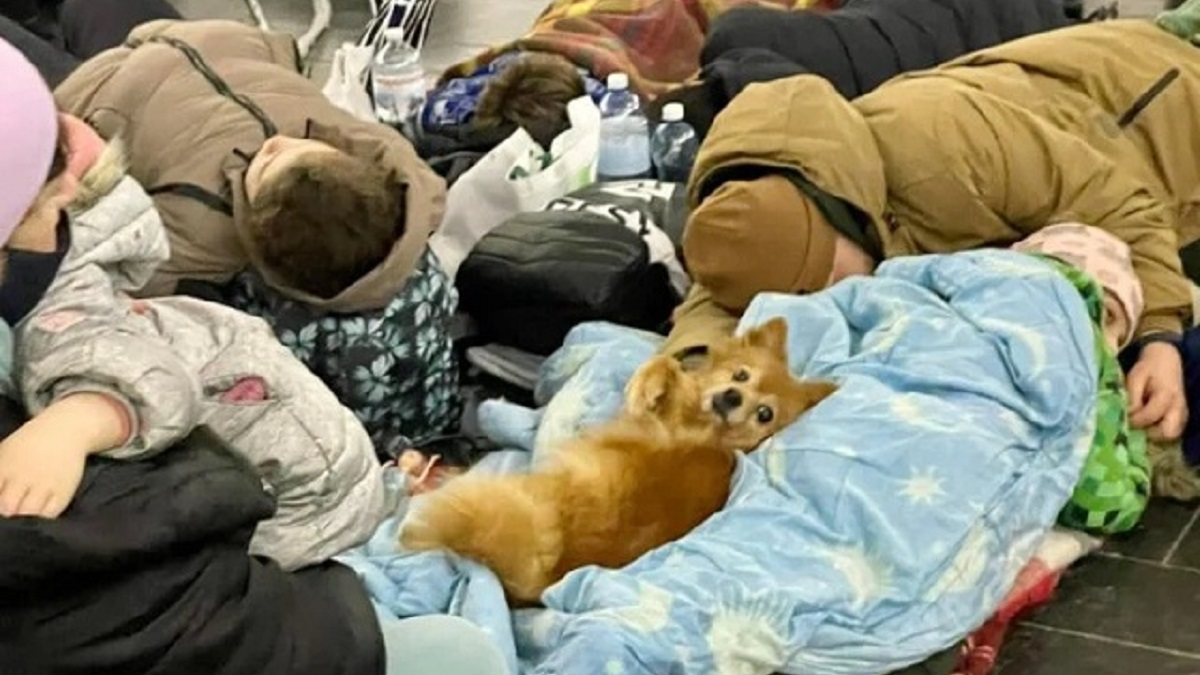 Powerful Photos that Show Ukrainians Couldn't Leave Their Pets Behind