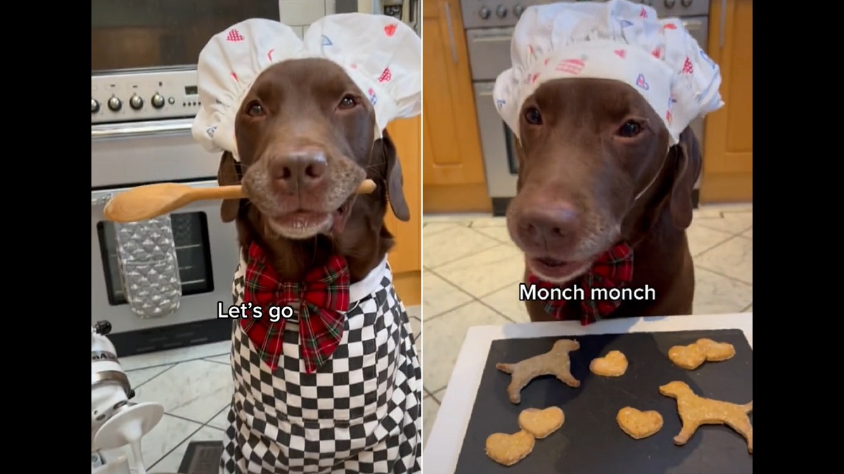 adorable labrador bakes dog treats