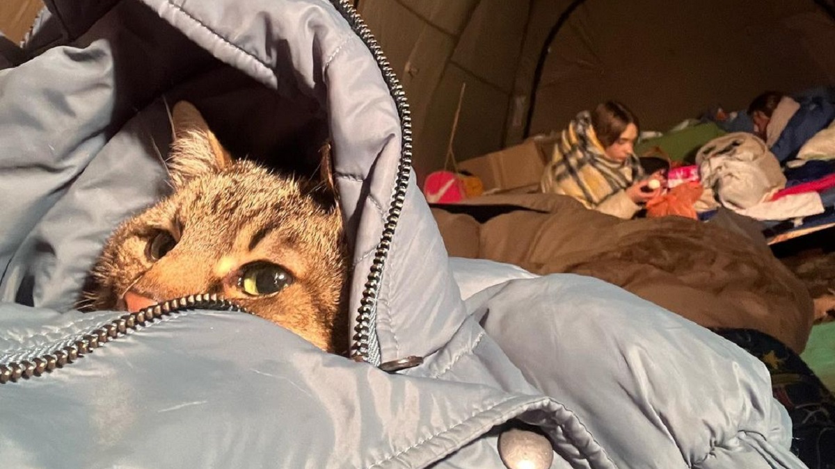beloved ukrainian cat flees country with family