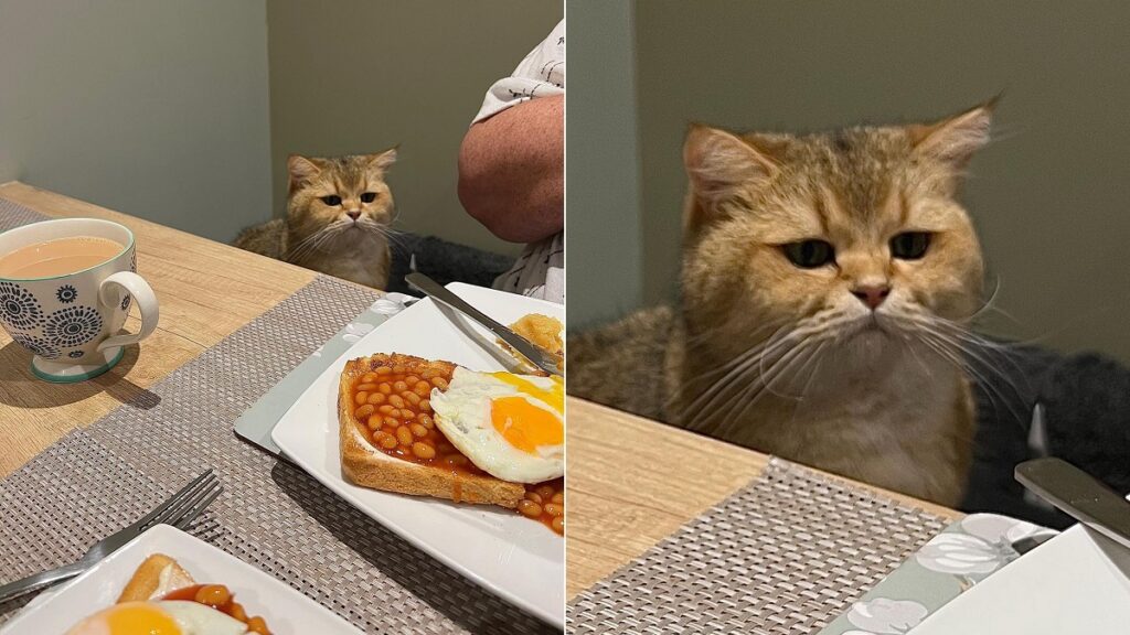cat has sad expressions when excluded from dinner