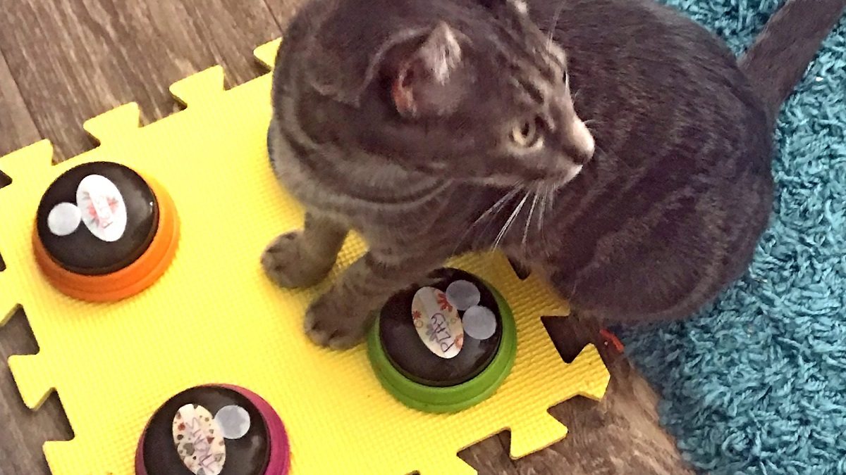 cat uses talking buttons for words
