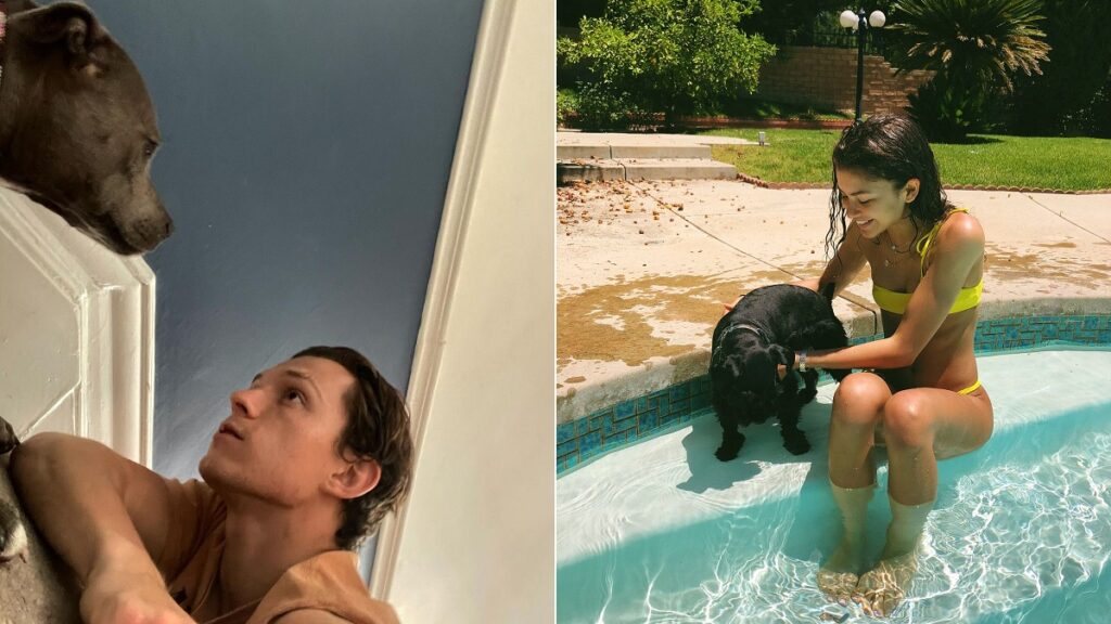 celebrities and pets