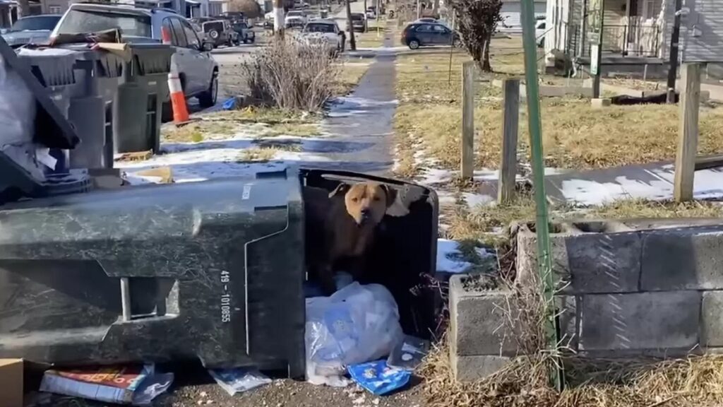 dog living in trash can