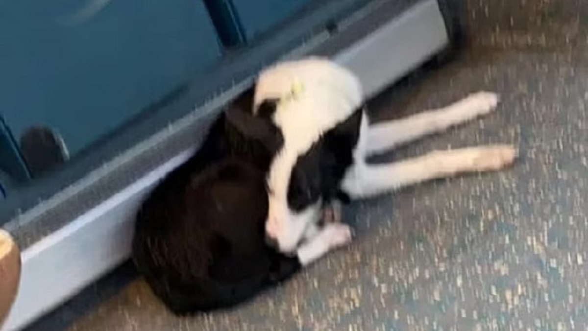 lost dog gets on bus home