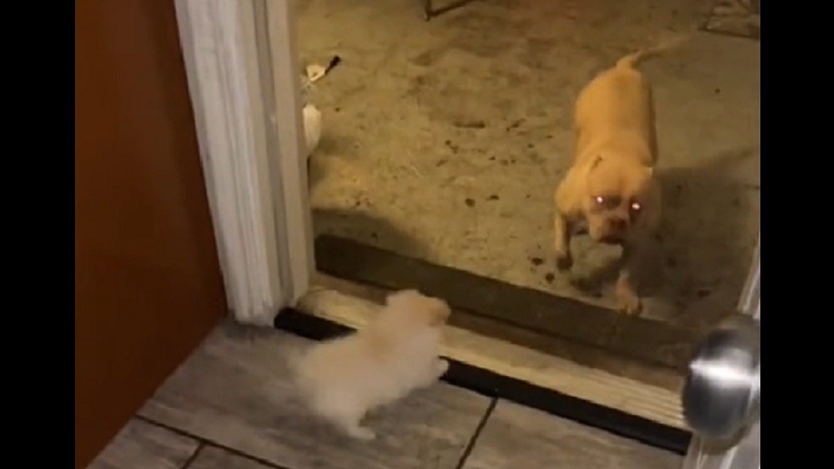 pit bull scared of tiny puppy