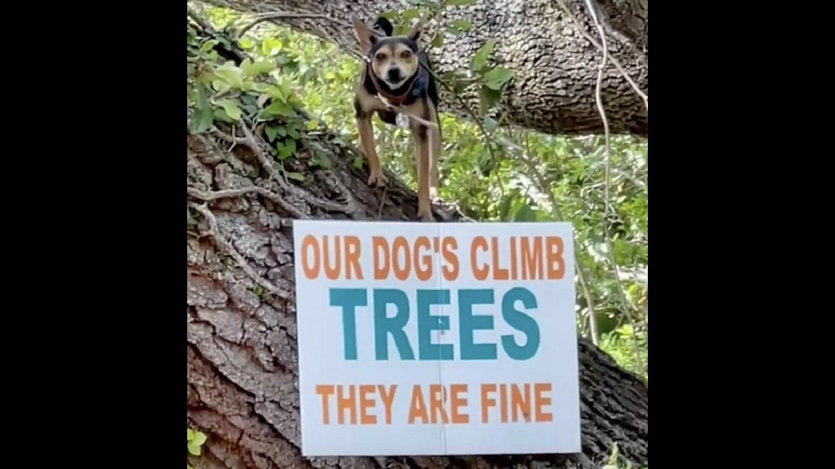 tree dog